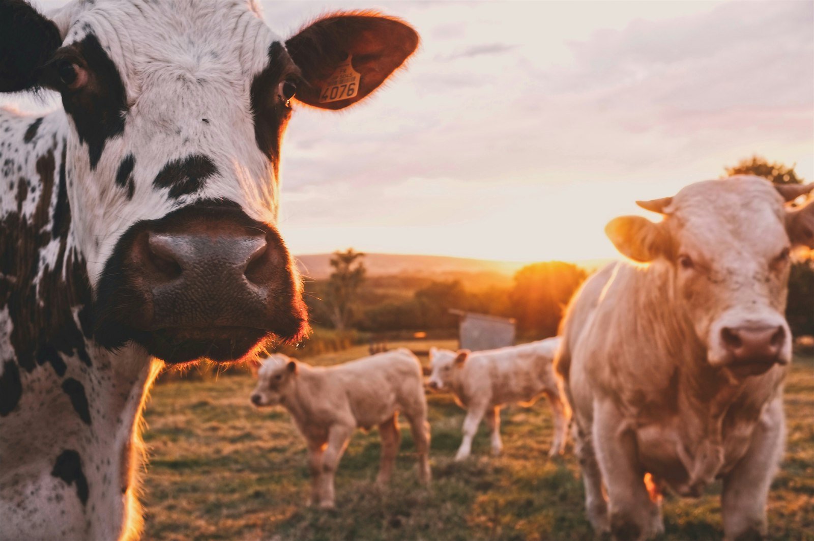 On-farm care for cattle