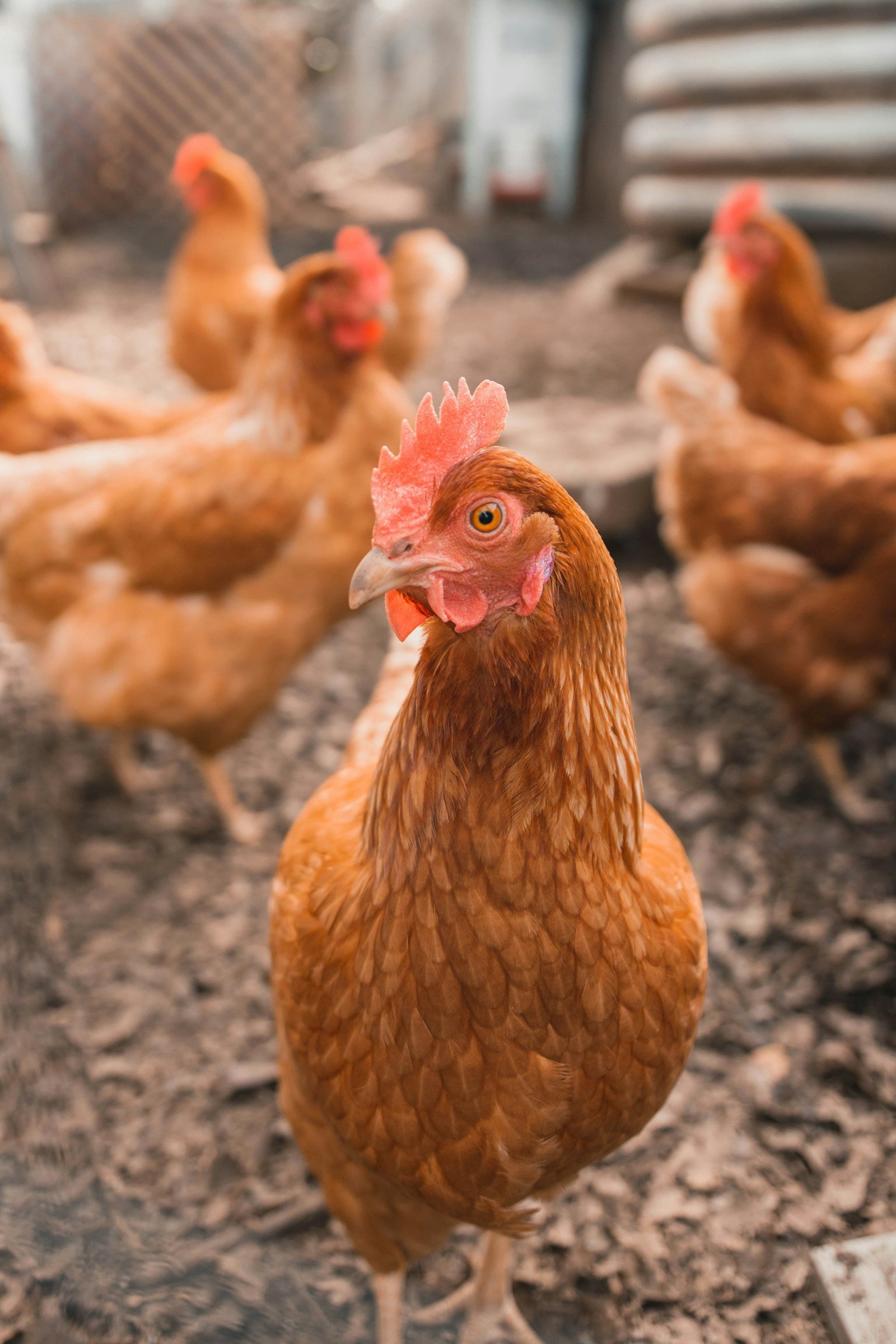 On-farm care for poultry